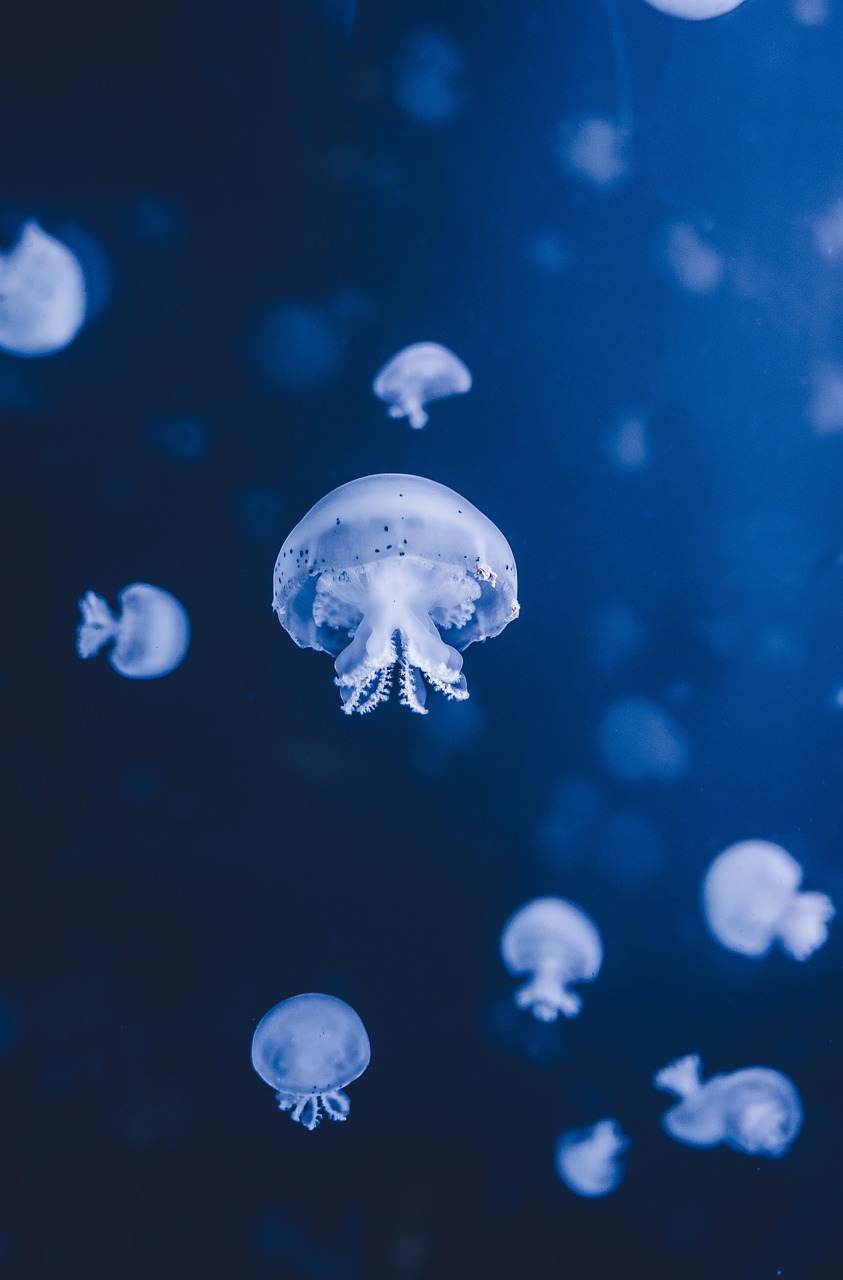 jellyfish, sea, underwater, underwater world, sea animals, ocean, nature, animals, wildlife, atlantic ocean, deep sea